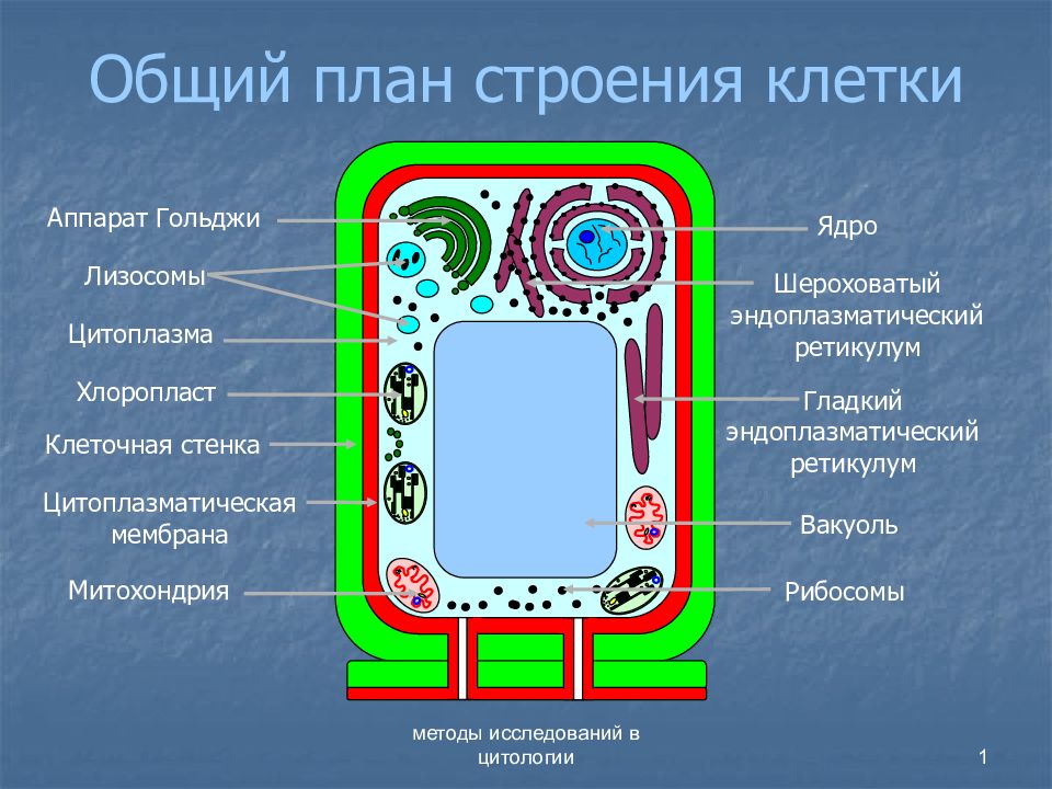 План строения клетки