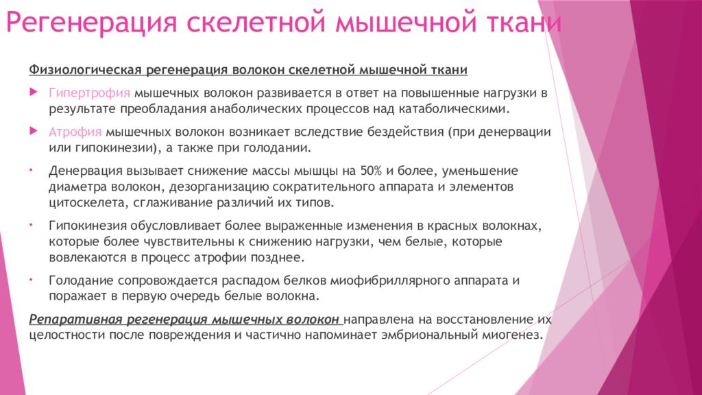 механизмы регенерации скелетной мышечной ткани физиологическая. репаративная регенерация гладкой мышечной ткани. репаративная регенерация мышечной ткани. механизмы регенерации скелетной мышечной ткани. репаративная регенерация мышечной ткани.