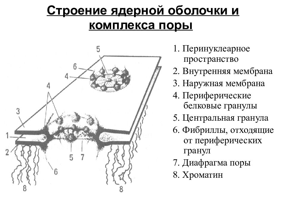 Ядерная оболочка. Строение порового комплекса ядра. Строение ядерного порового комплекса. Схема поровый комплекс ядерной оболочки. Строение комплекса поры ядерной оболочки.