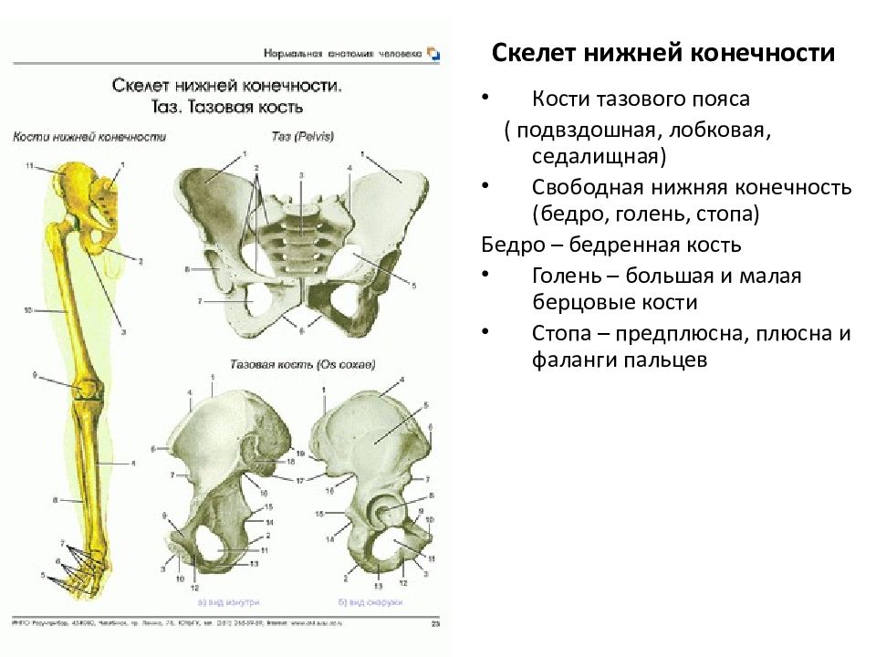 Бедренная отдел скелета. Пояс нижних конечностей анатомия кости таза. Кости нижней конечности( кости таза и свободной нижней конечности). Пояс нижней конечности тазовая кость. Скелет пояса нижних конечностей подвздошная кость.