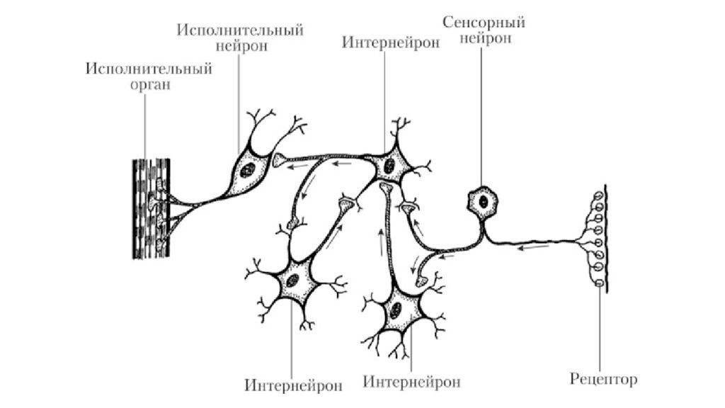 Интернейроны. Строение сенсорного нейрона. Вставочные промежуточные Нейроны. Схема строения нейрона. Двигательный и вставочный Нейрон.