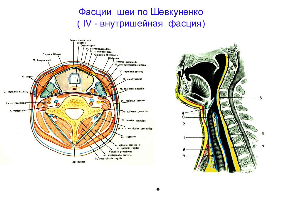 Фасции шеи. Фасции шеи по Шевкуненко топографическая анатомия. Топографическая анатомия шеи фасции шеи. Предпозвоночная пластинка фасции шеи. Предтрахеальная пластинка фасции шеи.
