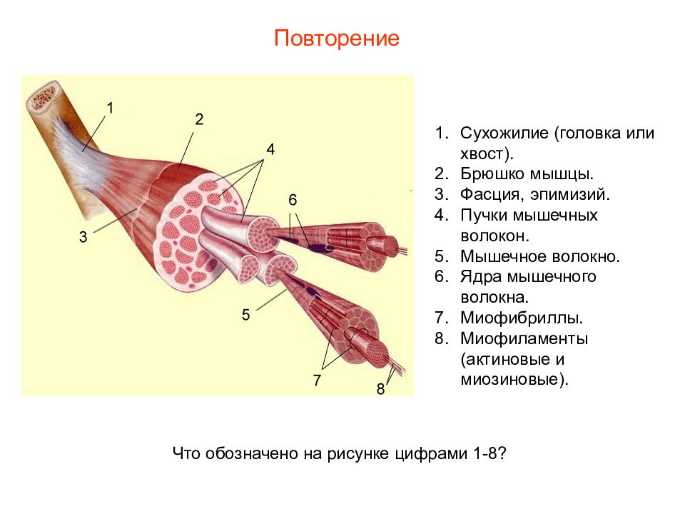 Рисунок мышечного пучка