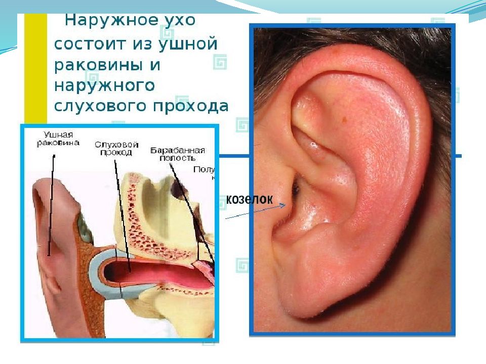 Ушные латынь. Стенки наружного слухового. Наружная ушная раковина.
