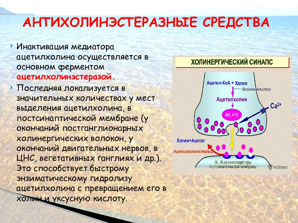 На рисунке изображена схема холинергического синапса объясните роль ионов кальция