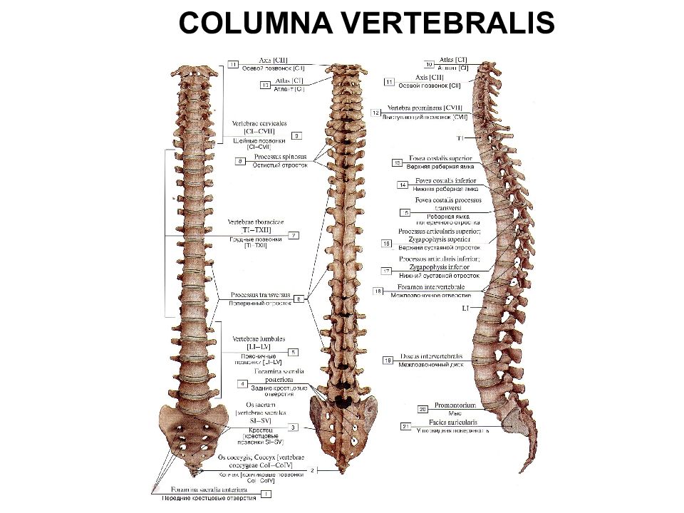 Анатомия позвоночника человека в картинках