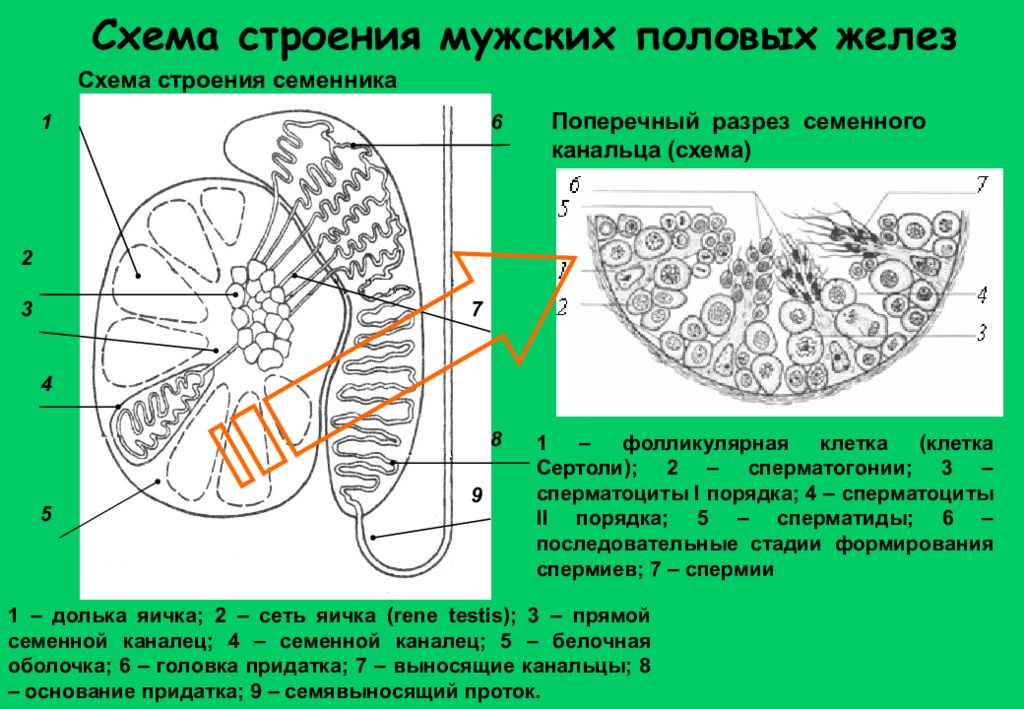 Анатомия половых желез. Схема строения семенника. Мужская половая железа строение. Структура половых желез. Семенники железа строение.