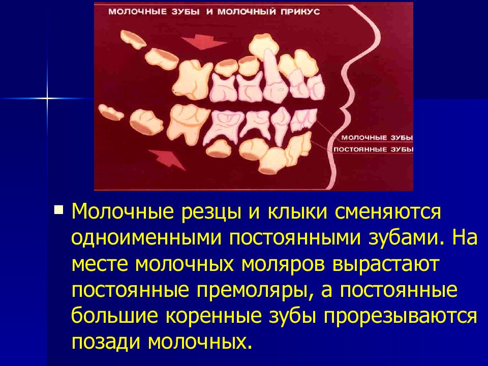 Анатомия постоянных зубов презентация