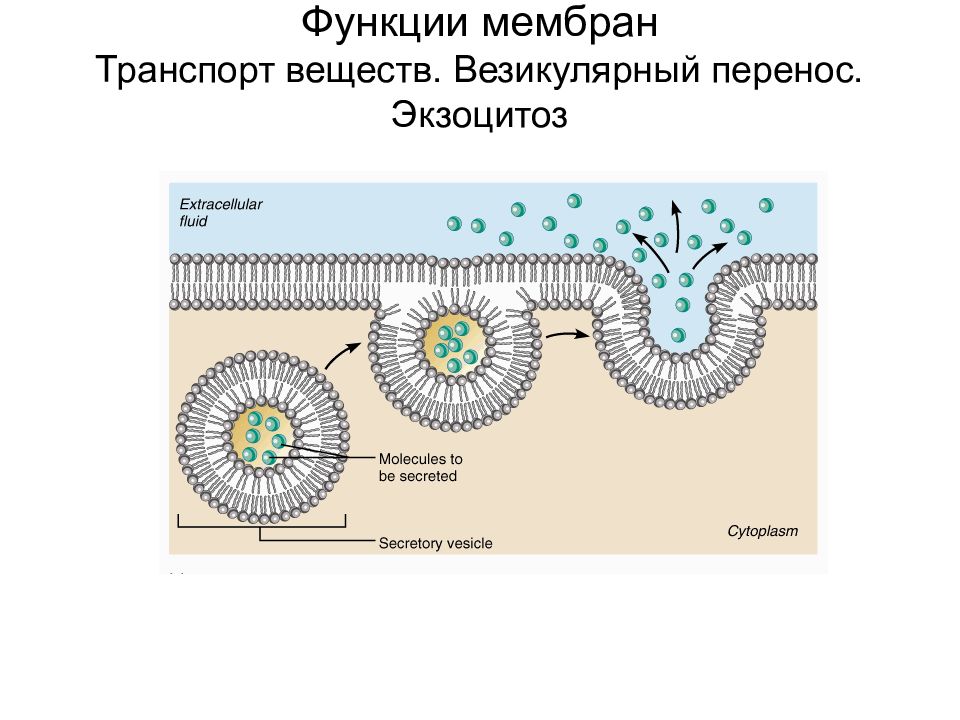 Транспорт белков клетки