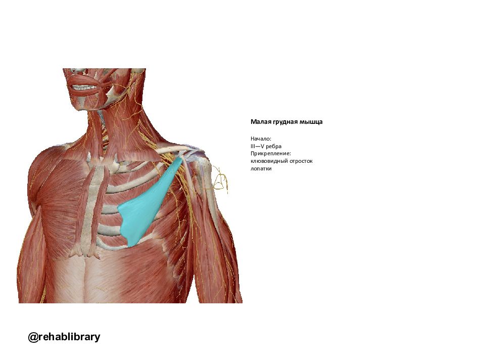 Малая грудная. Малая грудная мышца m. pectoralis Minor. Малая грудная мышца и клювовидный отросток. Место прикрепления малой грудной мышцы. Малая грудная мышца начало и прикрепление.