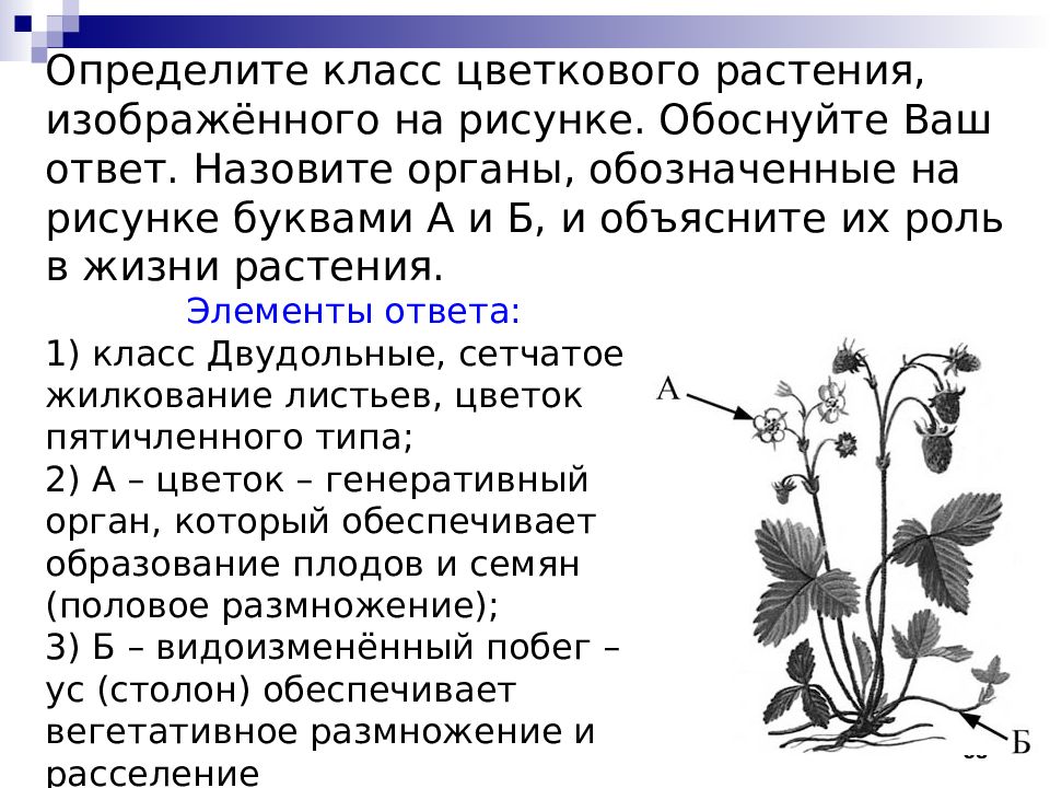 Какой тип развития характерен для медведицы пылающей изображен на рисунке