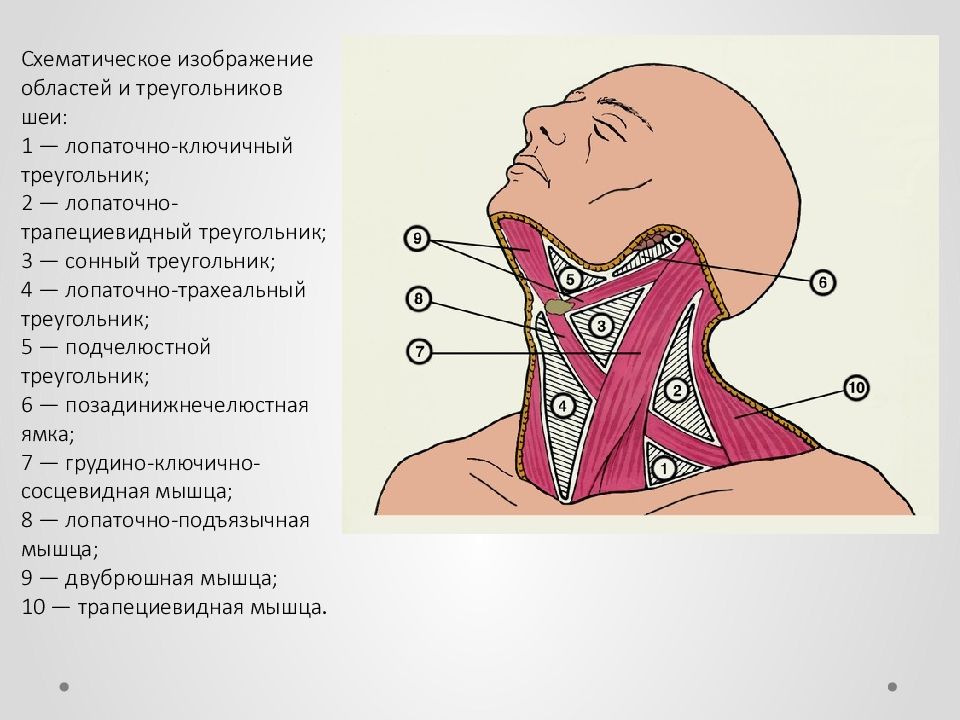 Треугольники шеи схема