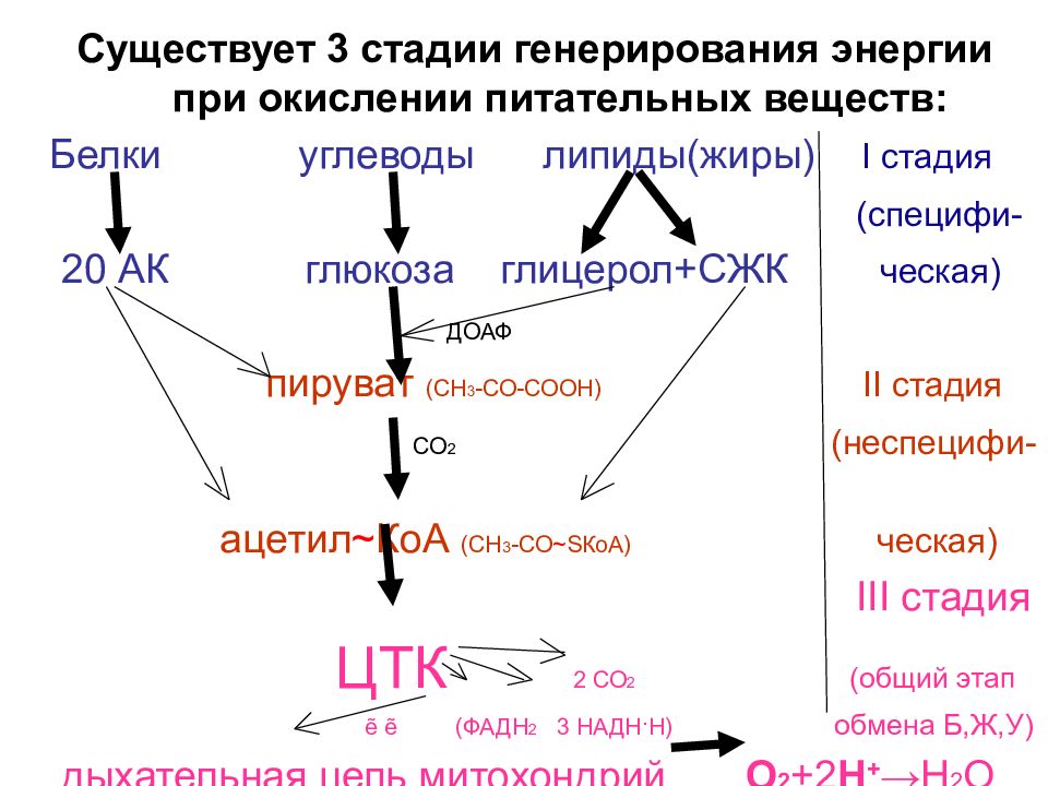 Окислительное дыхание