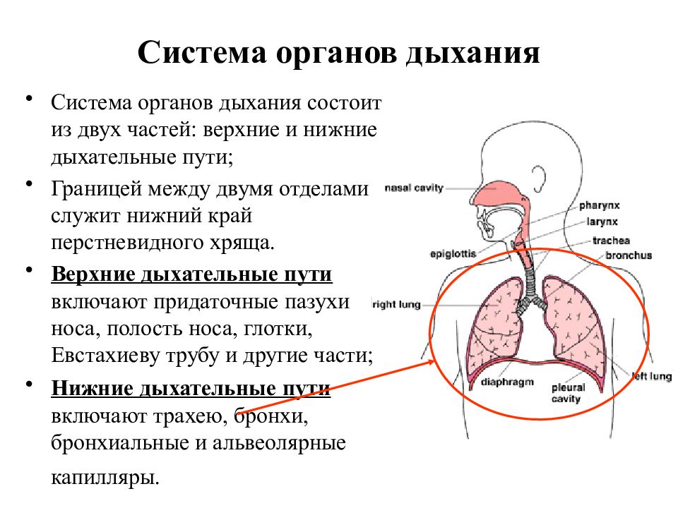 Анатомо физиологические особенности дыхательной системы у детей презентация