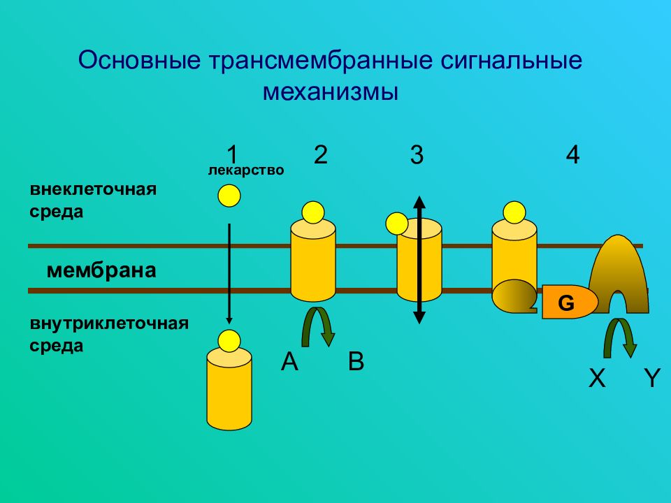 Введение в фармакологию презентация