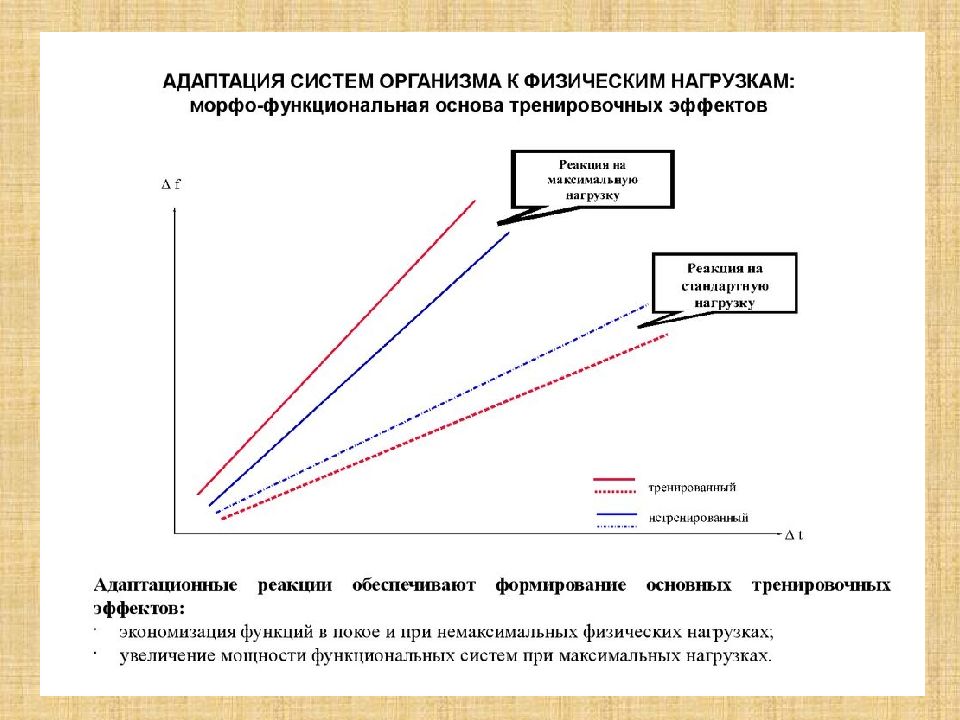 Адаптация к физическим упражнениям на разных возрастных этапах презентация