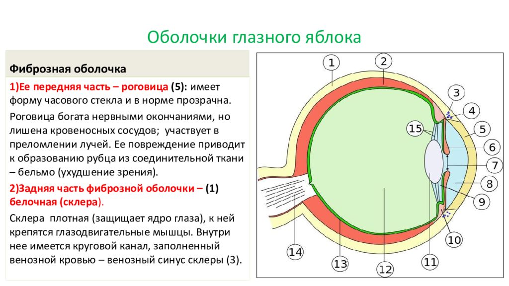 Оболочки глаза презентация