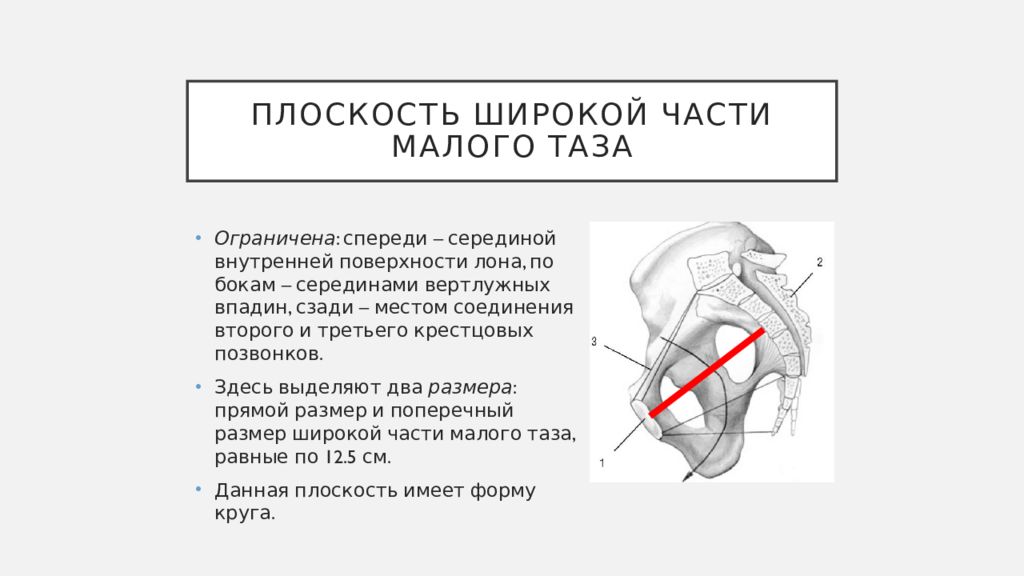 Таз с акушерской точки зрения