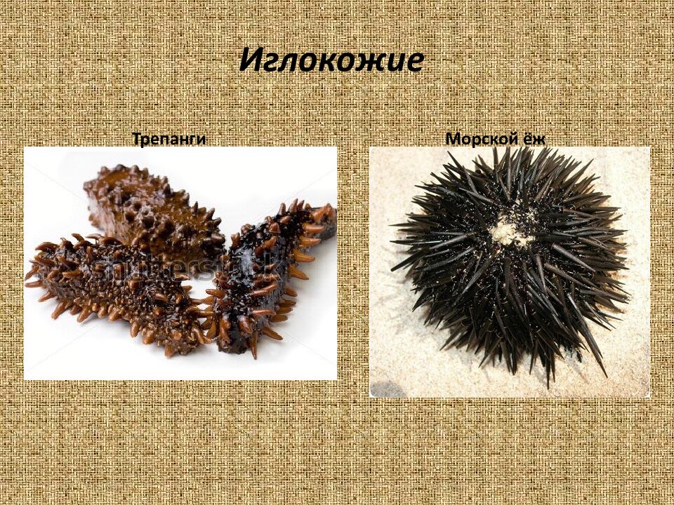 Нерыбные морепродукты. Обработка и подготовка к приготовлению