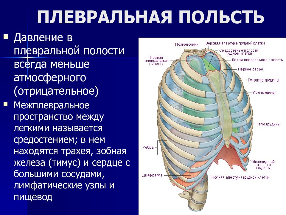 Давление в плевральной полости. Межплевральное пространство. Межплевральное пространство физиология. Межплевральное пространство его роль. Апертура плевральной полости.