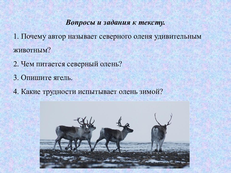 Северный текст. Изложение Северный олень 4 класс. Северный олень презентация. Вопросы про Северного оленя. Олень вопрос.