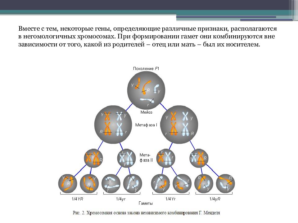 Презентация 10 класс биология хромосомная теория наследственности