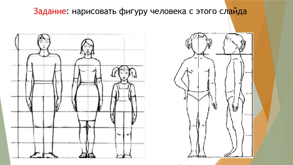 Почему фигуры человека разные по высоте. Пропорции фигуры человека. Пропорции человека подростка. Пропорции фигуры подростка. Пропорции взрослого и ребенка.