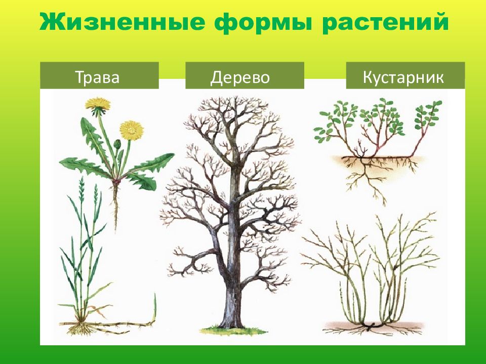 К какому классу вероятнее всего относят растение жизненная форма которого показана на рисунке дерево