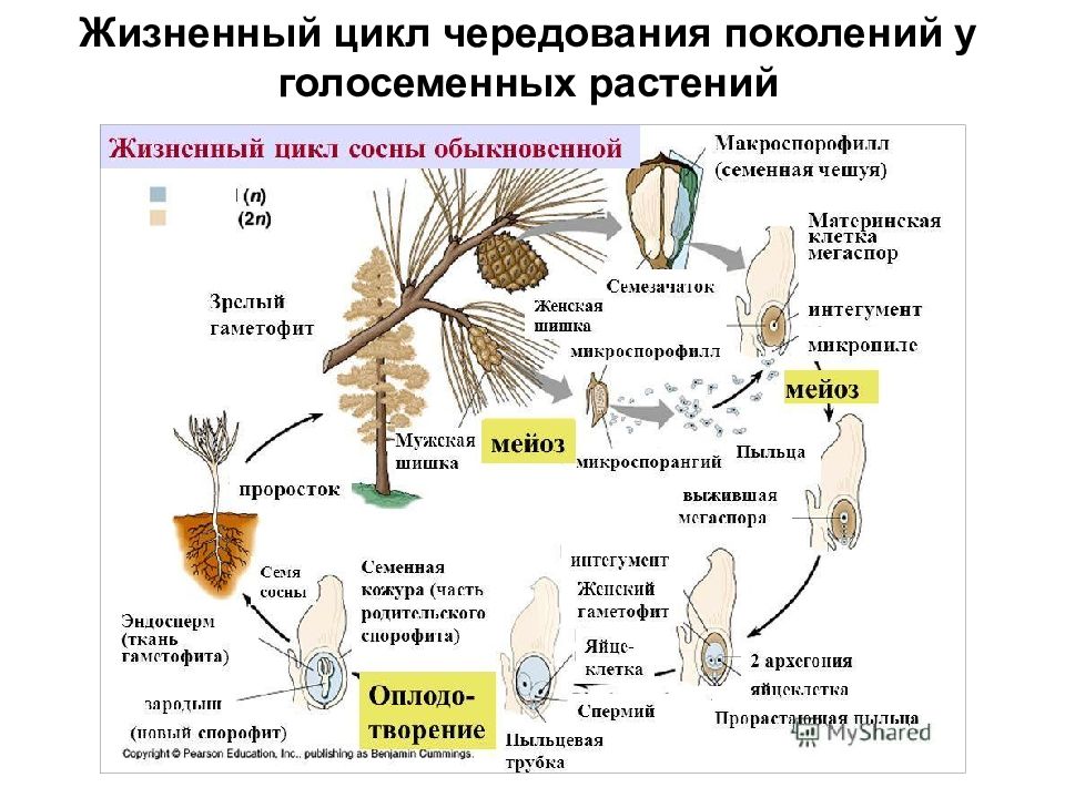 Соотнеси название стадий жизненного цикла сосны с изображением