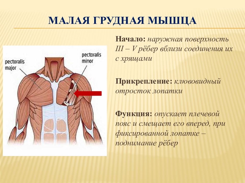 Малая мышца. Малая грудная мышца анатомия функции. Начало и прикрепление малой грудной мышцы. Малая грудная мышца прикрепляется. Место прикрепления малой грудной мышцы.