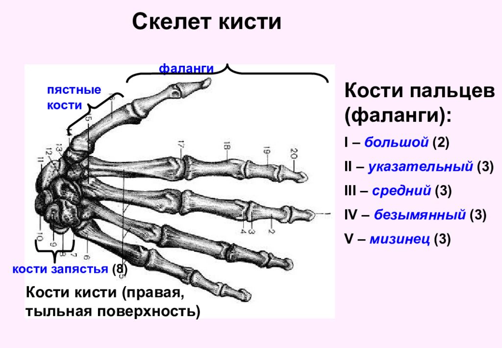 Кости запястья сколько