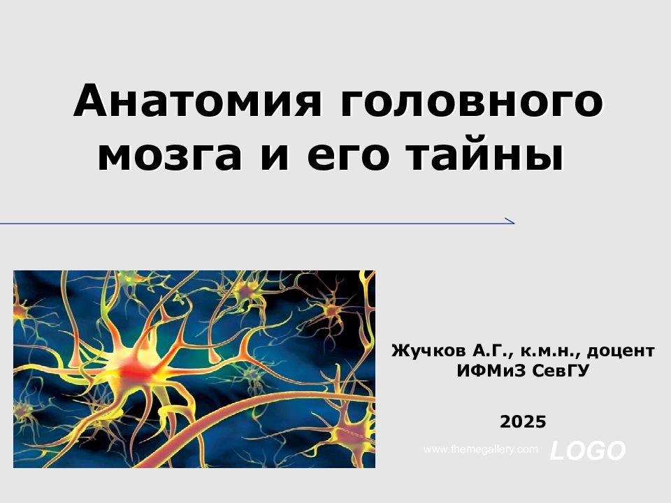 Анатомия головного мозга и его тайны
