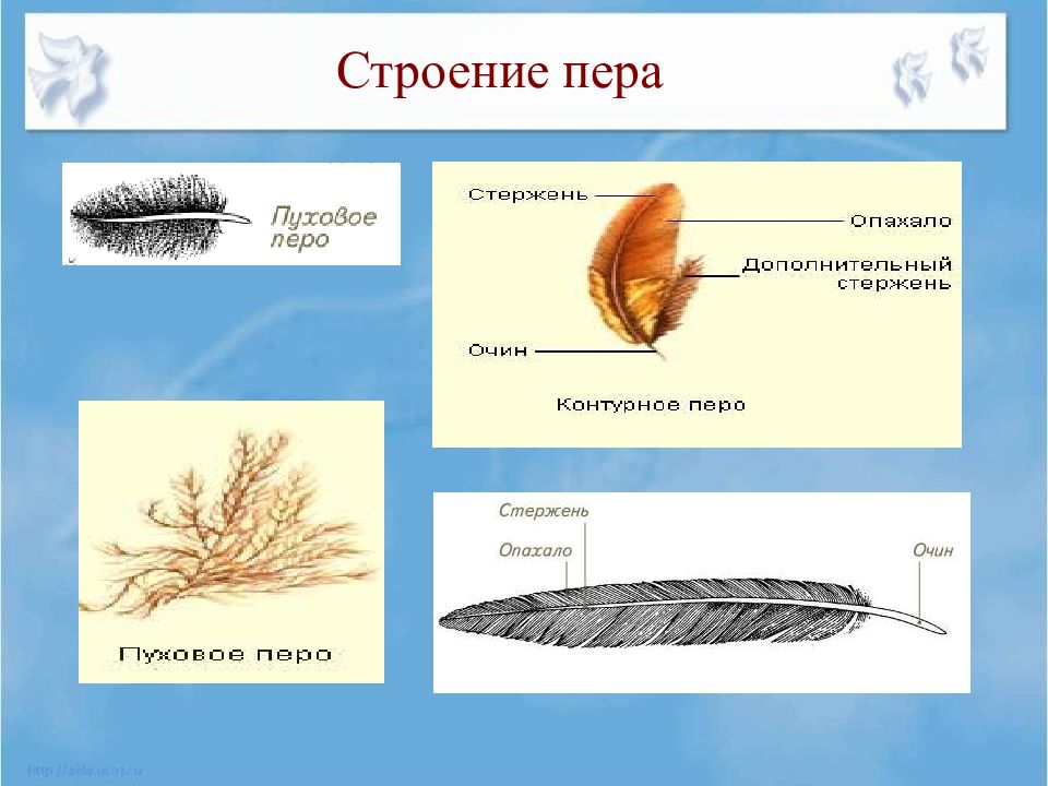 По строению перья бывают