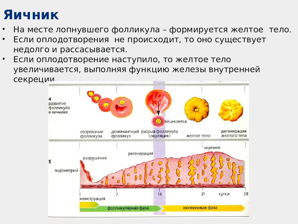 Киста желтого тела схема лечения