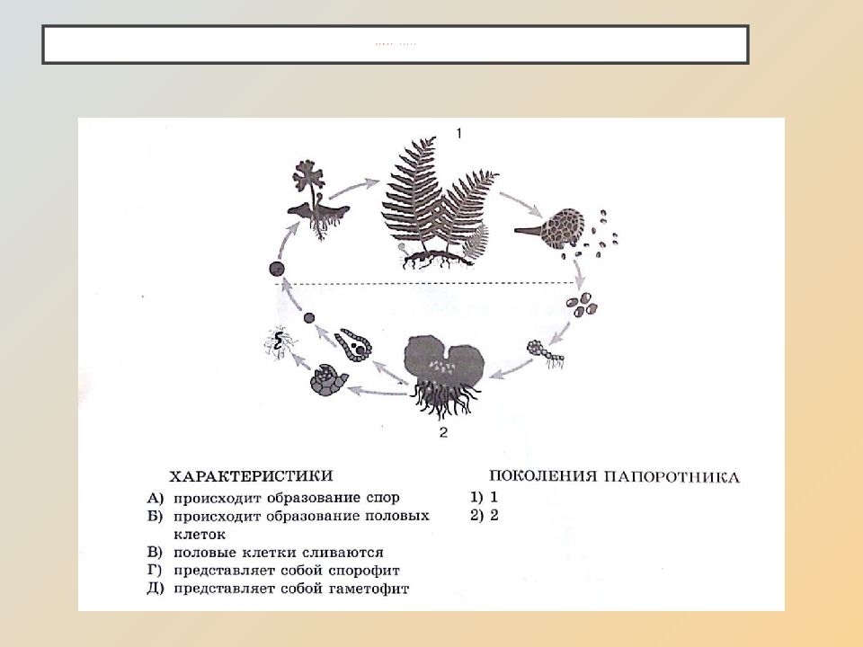 Жизненные циклы растений презентация