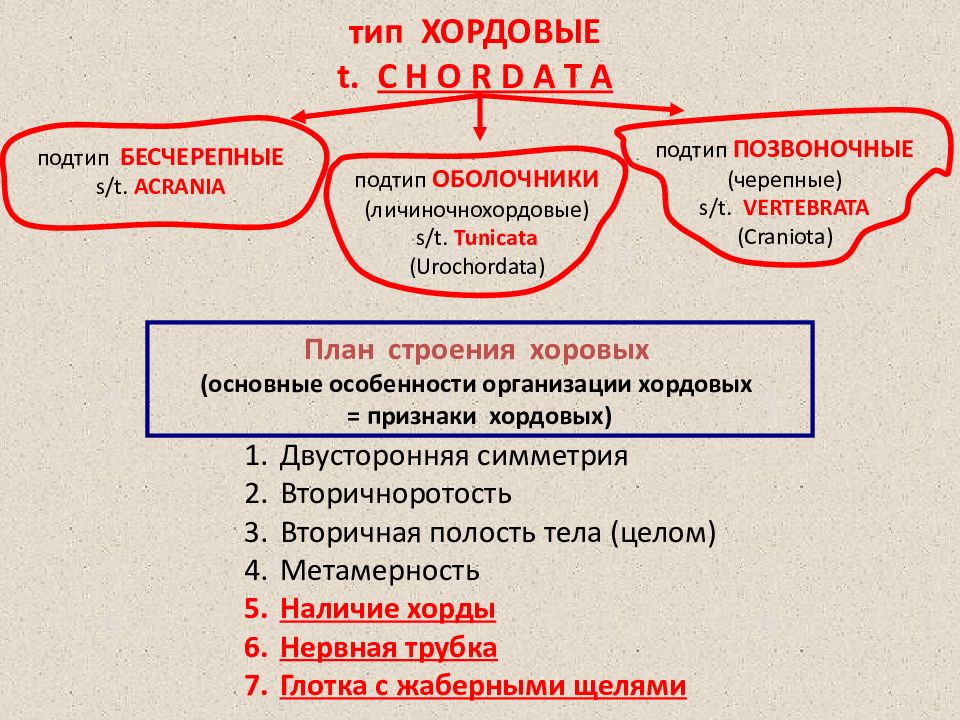 Интеллект карта по типу Хордовые. Интеллект карта по Тип Хордовые 7 класс.