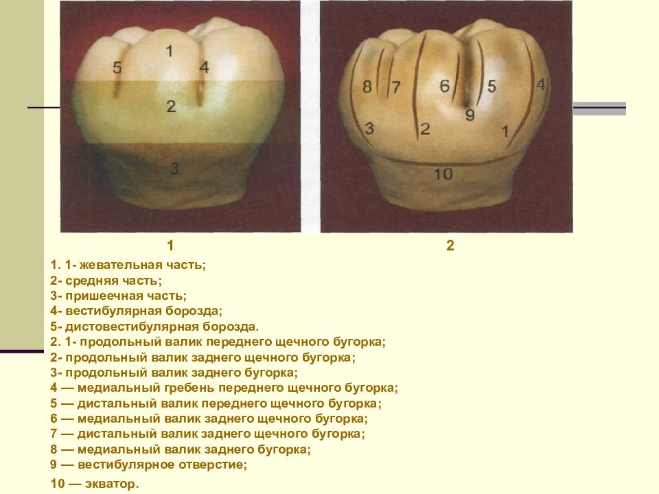 Первый моляр верхней челюсти бугры