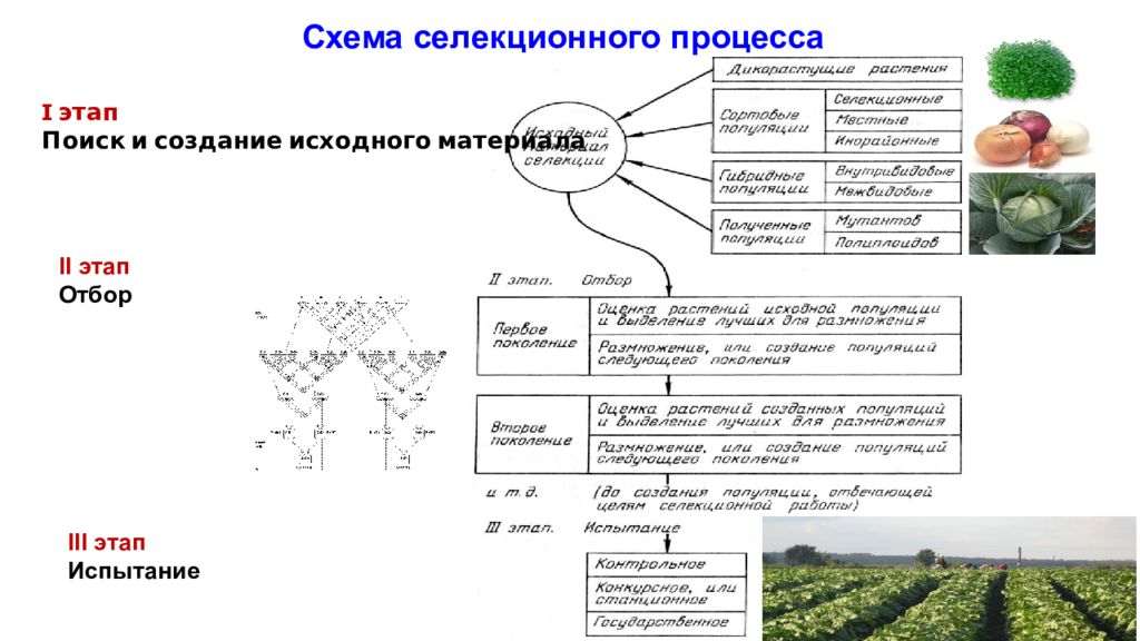 Схема селекционного процесса