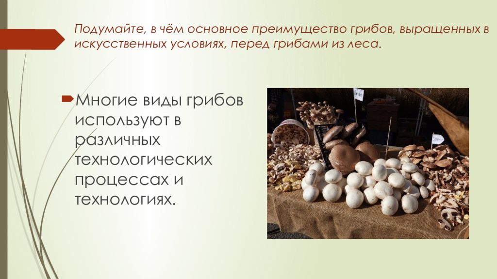 Влияние экологических факторов на урожайность дикорастущих растений 6 класс технология презентация