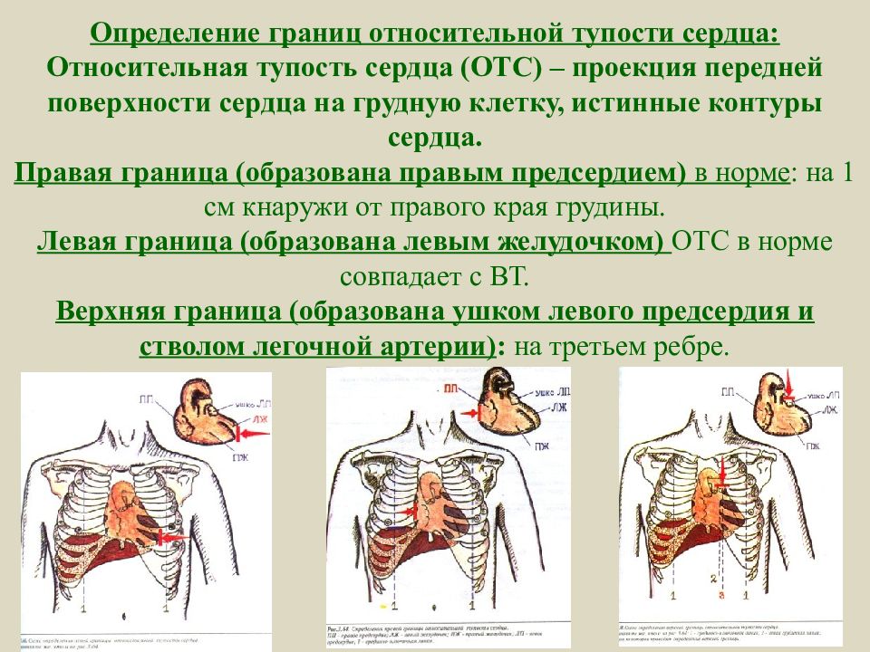 Пропедевтика сердечно сосудистой системы презентация