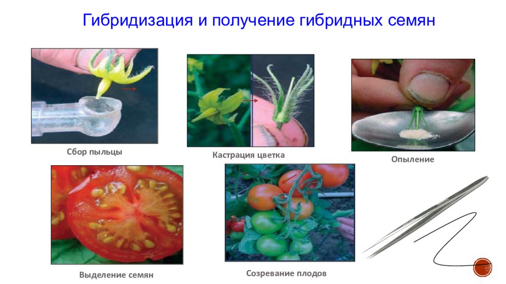 Презентация отдаленная гибридизация