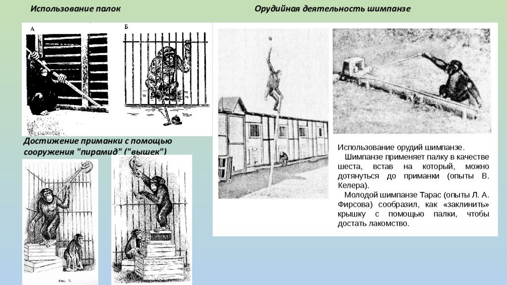 Рассудочная деятельность животных картинки