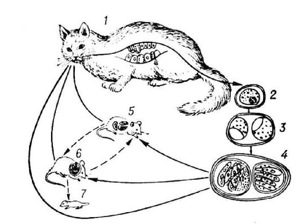 Жизненный цикл паразита рисунок. Жизненный цикл токсоплазмы схема. Токсоплазма жизненный цикл схема. Токсоплазма цикл развития схема. Цикл развития токсоплазмы.