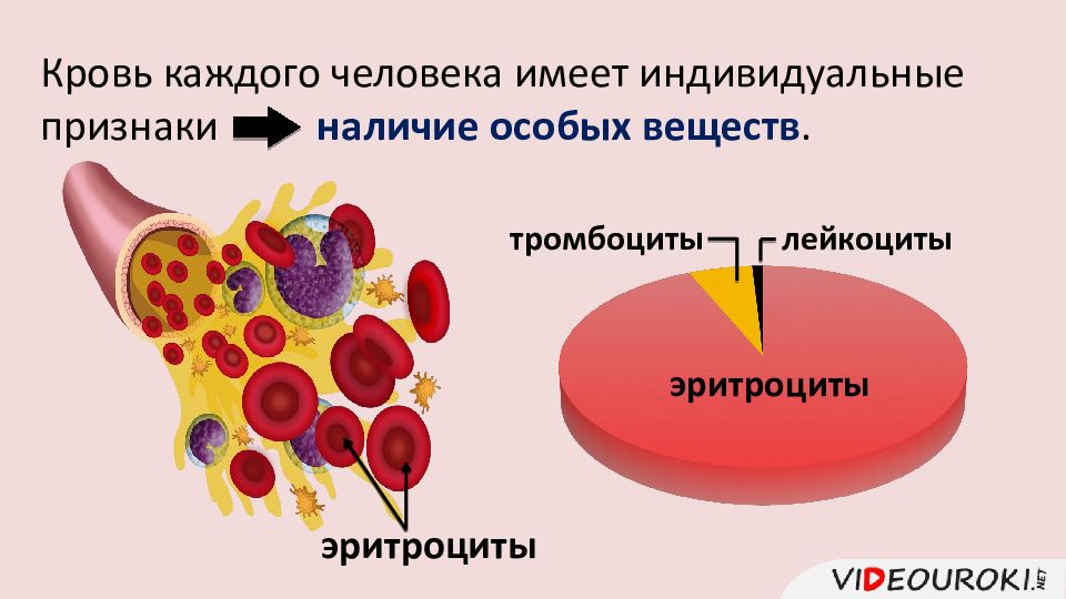 Донорство эритроцитов. Тканевая совместимость и переливание крови. Тканевая совместимость и переливание групп крови. Группы крови свертывание и переливание крови.