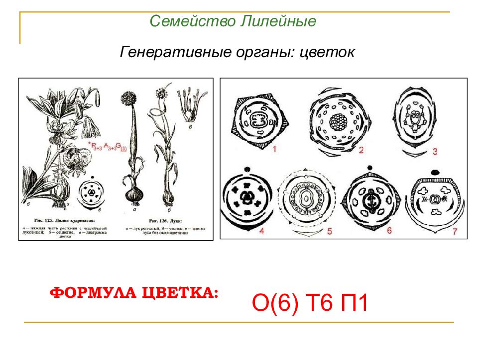 Диаграмма цветка однодольных лилейные