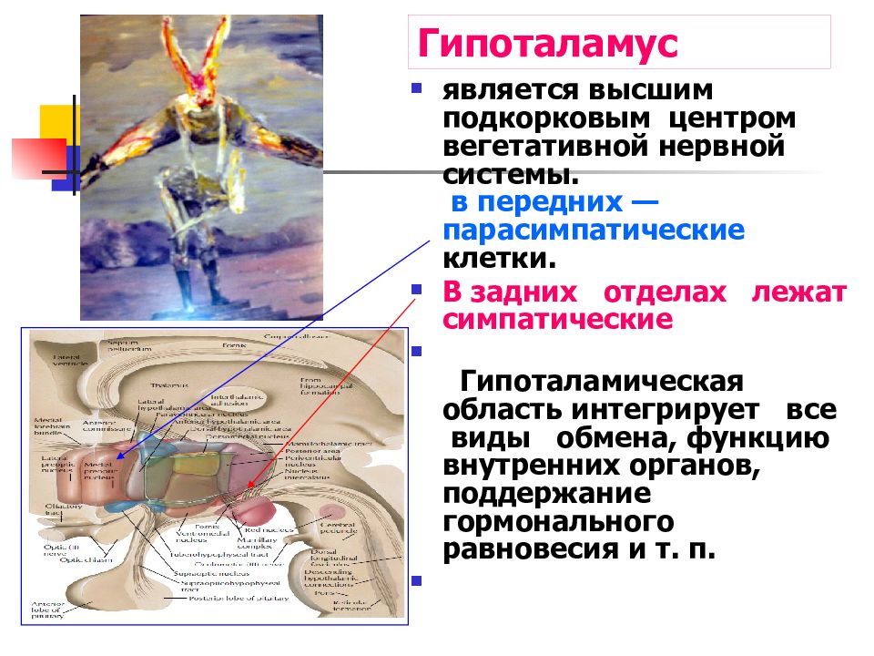 Симпатический отдел вегетативной нервной системы схема. Центры парасимпатического отдела вегетативной нервной системы. Высшим центром вегетативной нервной системы является. Части вегетативной нервной системы. Сегментарные центры вегетативной нервной системы.