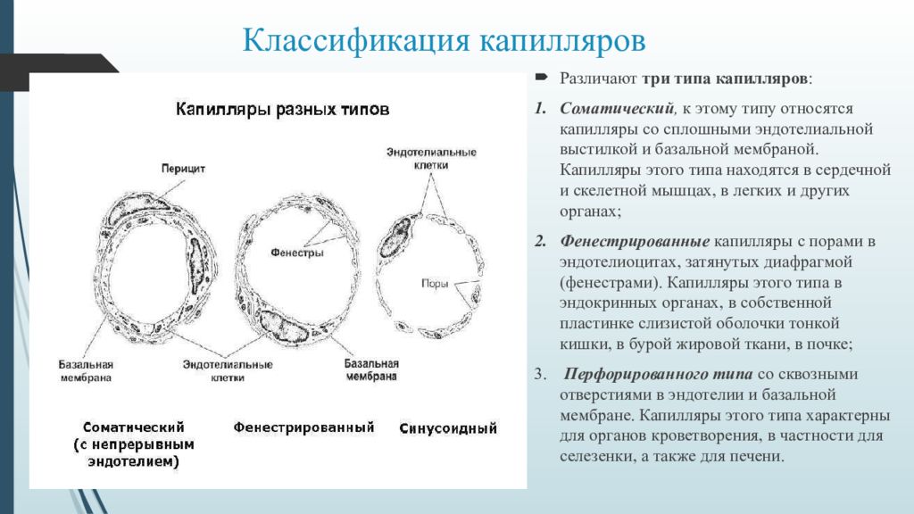 Классификация капилляров по строению стенки