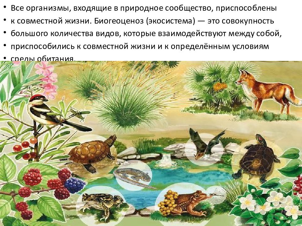 Примеры видов которые являются средообразовательными природных сообществ