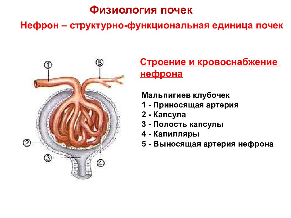 Структурно функциональной единицей почки является