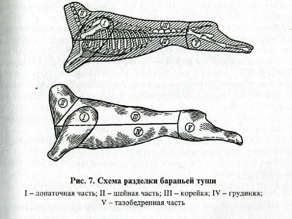 Кулинарная разделка и обвалка бараньей туши схема